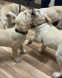 Cztery malutkie, kremowe szczeniaczki w trakcie zabawy. Labradory wzajemnie się podgryzają.