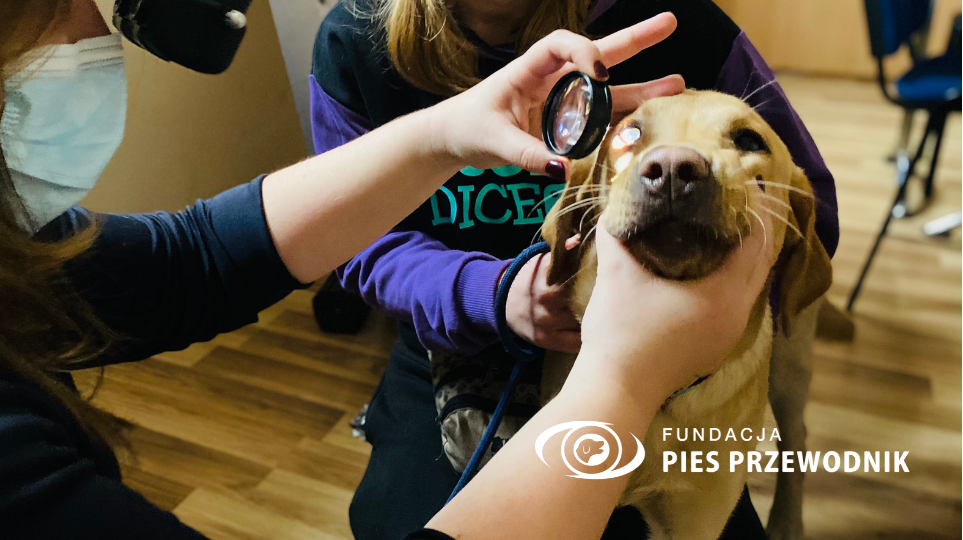 Pies przewodnik podczas badania okulistycznego. Lekarz weterynarii przykłada do oczu psa specjalną lupę