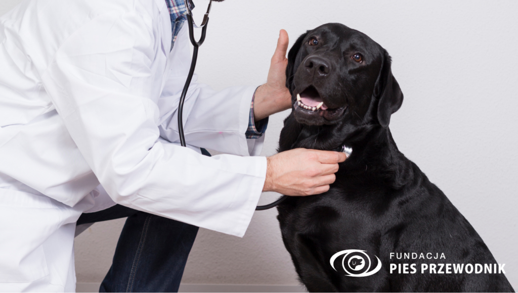 Weterynarz bada stetoskopem dużego czarnego labradora