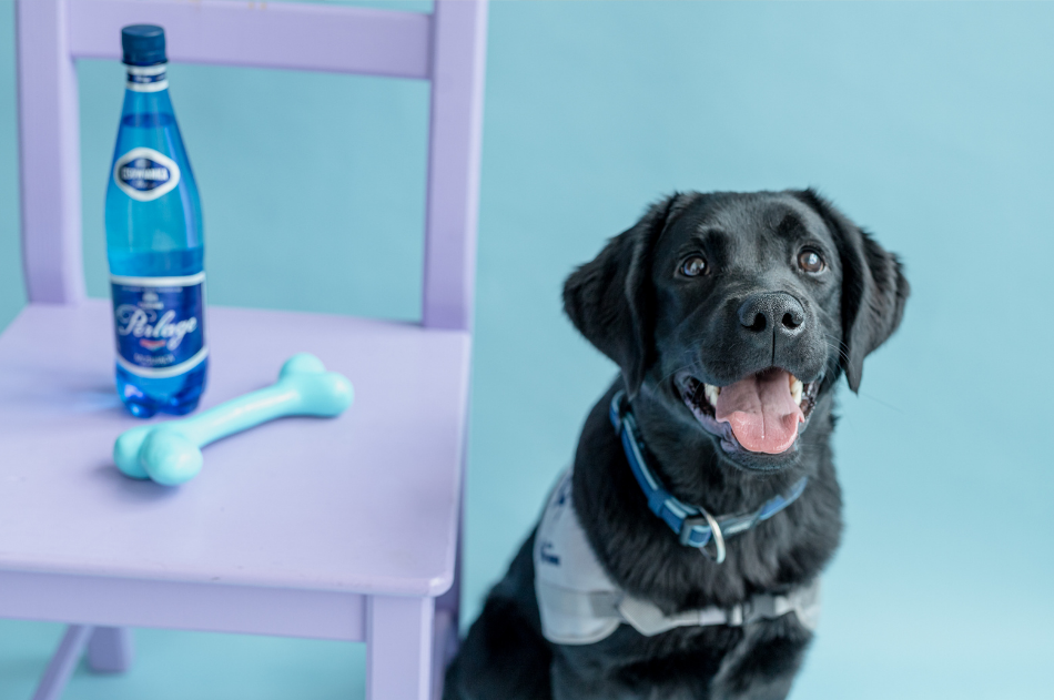 Czarna labradorka, Pola stoi w uśmiechu obok fioletowego krzesła na którym leży błękitna kość-zabawka oraz butelka wody