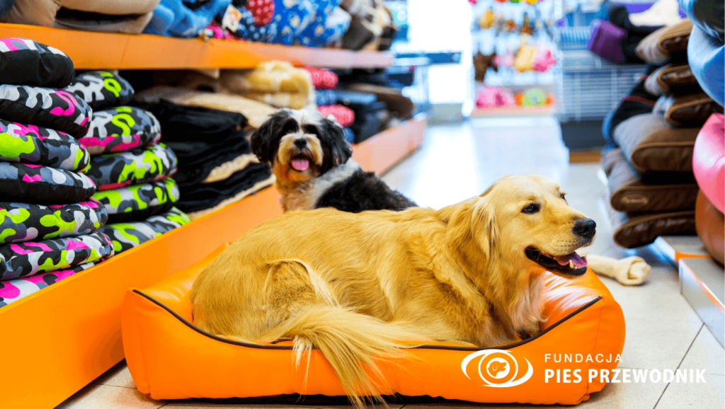W sklepie zoologicznym w dziale z legowiskami widać 2 uśmiechnięte psy. Na środku alejki leży pomarańczowe legowisko, a na nim leży golden retriever