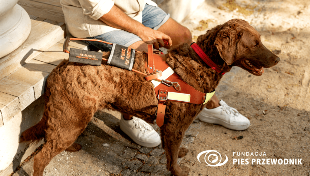 Brązowy cheseapeake bay retriever, pies przewodnik stoi dumnie prezentując na sobie skórzaną brązową uprząż z odblaskami